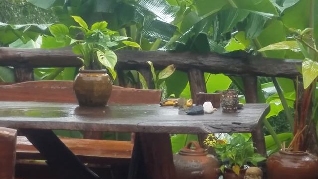 На следующий день после Пабука прилетели птицы кормиться смотреть онлайн