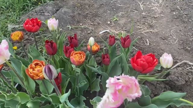 #1 Сорта тюльпанов 2023. Сорта Flaming Flag, Brownie,Dream Touch,Angelique,Cabanna,Pompenette смотреть онлайн