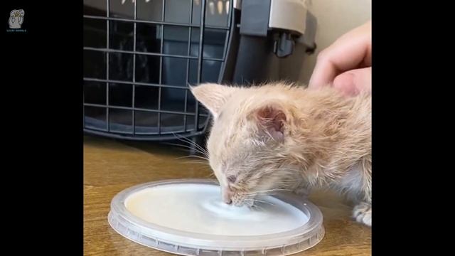 Бездомный котёнок продолжал нападать, отказываясь от нашей помощи