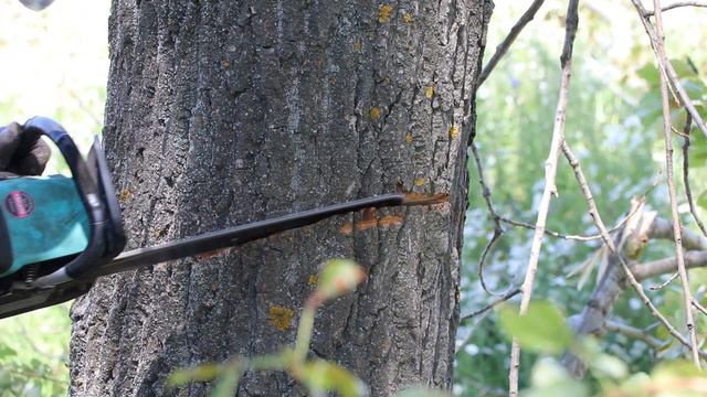 Опиловка деревьев