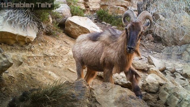 Types Of Wild Goats & Wild Sheeps смотреть онлайн