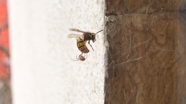 Борьба паука и осы / Spider vs wasp смотреть онлайн