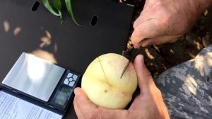 Персик Айс Пич/ ICE PEACH / Преимущества и недостатки/2021.08.16