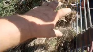 Копка картофеля. Минитрактор мтз 112 01. Картофелекопалка кфт2 01. #минитрактор #МТЗ #копалка