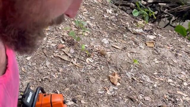 Flying fox hunt and bee mission ? смотреть онлайн
