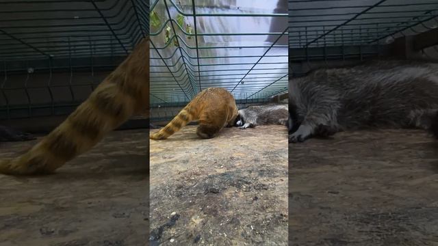 сонное царство #помощьбездомнымживотным #ямыилюша #raccoon #анапа #море смотреть онлайн
