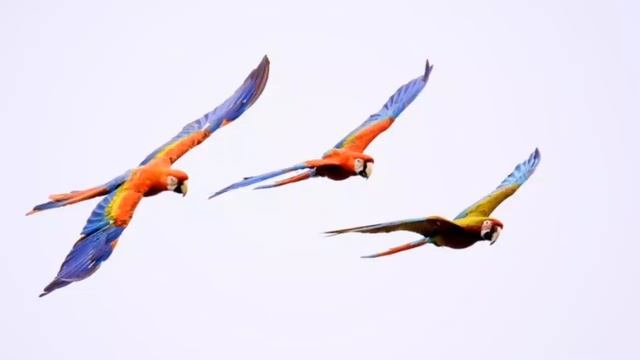 ПЕРЕЛЕТНЫЕ ПТИЦЫ.(FREE FLIGHT) смотреть онлайн