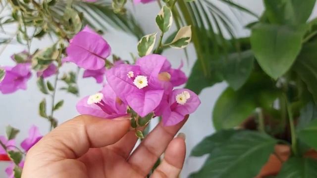 PLANTA BOUGAINVILLEA GLABRA VARIEGATA - CULTIVO PENDENTE