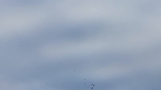 Марганец для голубей!29.09.18г. смотреть онлайн