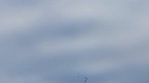 Марганец для голубей!29.09.18г.