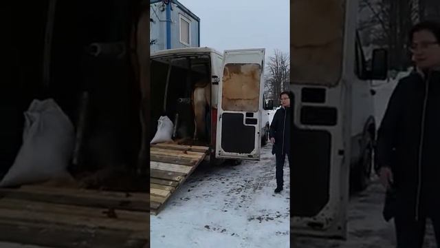 Мадонна у нас на конюшне Дар ОПРД смотреть онлайн