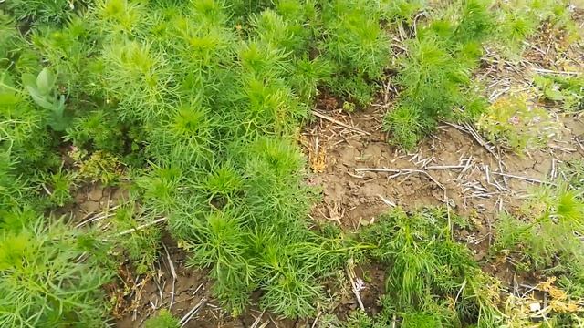 Горох цветение, инсектицид смотреть онлайн