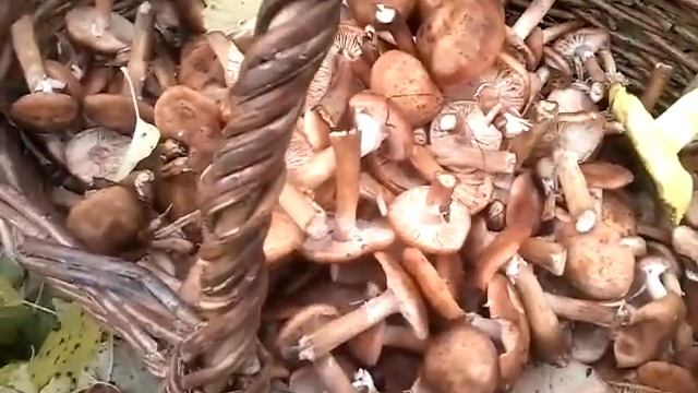 Осенние опята ! смотреть онлайн