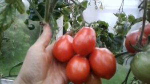 Томат НОВИЧОК. Засолочный.Ярославская обл.