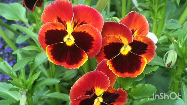 ТУГАН КӨНЕҢ белән!С ДНЕМ РОЖДЕНИЯ!МАТУР ҖЫР! КРАСИВАЯ ТАТАРСКАЯ ПЕСНЯ! смотреть онлайн