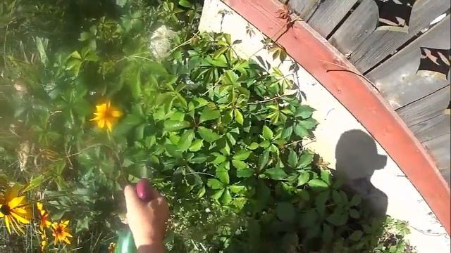 Как Уничтожить Дикий Виноград смотреть онлайн