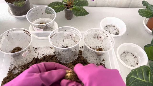 Бутоны-слепыши у Глоксиний смотреть онлайн