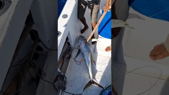 Супер клипец про трофейную рыбалку