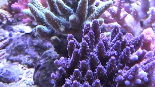 Acropora Millepora Blue-green-red - Korallenzucht.de смотреть онлайн