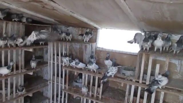 Будапештские высоколетные голуби 1 смотреть онлайн