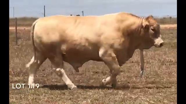 LOT 119 on offer at the MAGS – MONTY ATKINSON GENETIC SALE смотреть онлайн