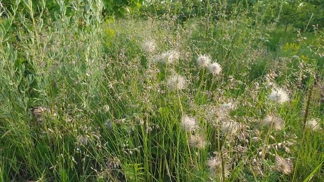 Летнее Солнцестояние: инструкция по применению смотреть онлайн