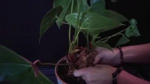 Вытянулся ствол у Антуриума. Обновляем не обрезая.