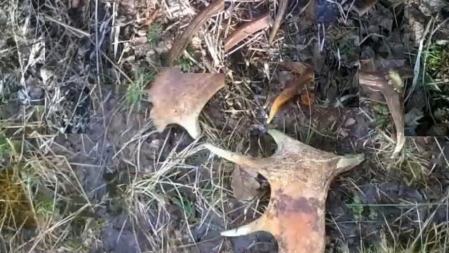 Поиск рогов Лося и Оленя(Рога от мала до велико)) смотреть онлайн