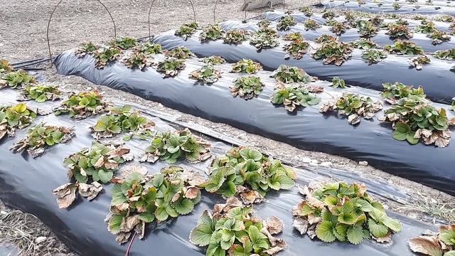 Весенняя чистка и обрезка клубники / Зачем? / Когда? / Как? / Огород дяди Вовы смотреть онлайн