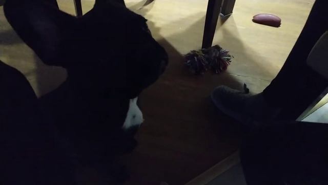 Французский бульдог Тирион поет песенки-попрошайки) смотреть онлайн