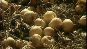 Кремлевские дети. Дети Сталина. Часть 2