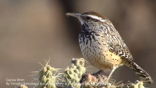 What Bird Uses A Cactus For Nesting? The Cactus Wren Does!
