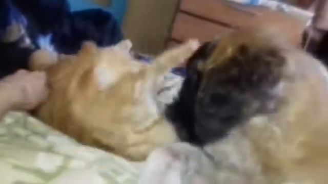 сенбернар Боня и кот пытаются подружитья смотреть онлайн