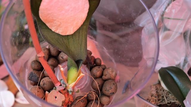 НИ ПРР, НИ НОО... А кто-то даже НИЧЕГО! ТРУДОЗАТРАТНО, но я БЕРУСЬ за такие РЕАНИМАЦИИ орхидей. смотреть онлайн