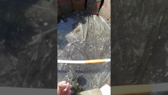 небольшой прудик для черепах2