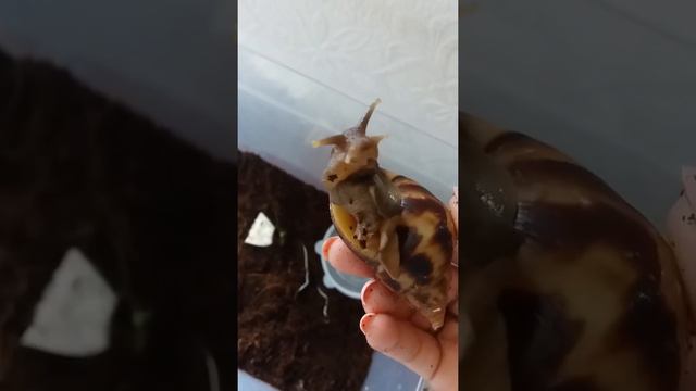 Ахатина. Ей совсем плохо. Она не ест. Не активная. Помогите!