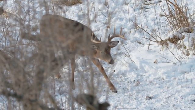 CROSSBOW DEER HUNT - ONTARIO Whitetail Buck!!! смотреть онлайн