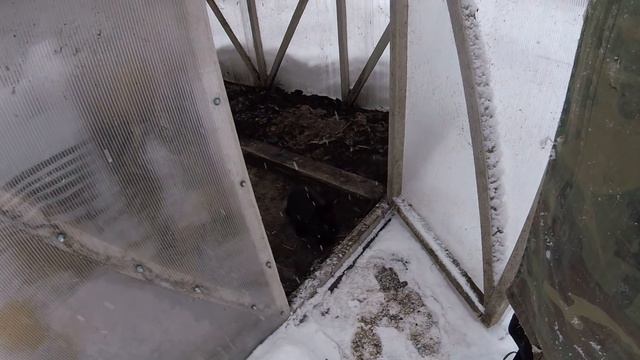 48 часов. Перепёлка снесла яйцо в неделю. Подготовка теплицы к лету. Кролик перекапывает землю. вло