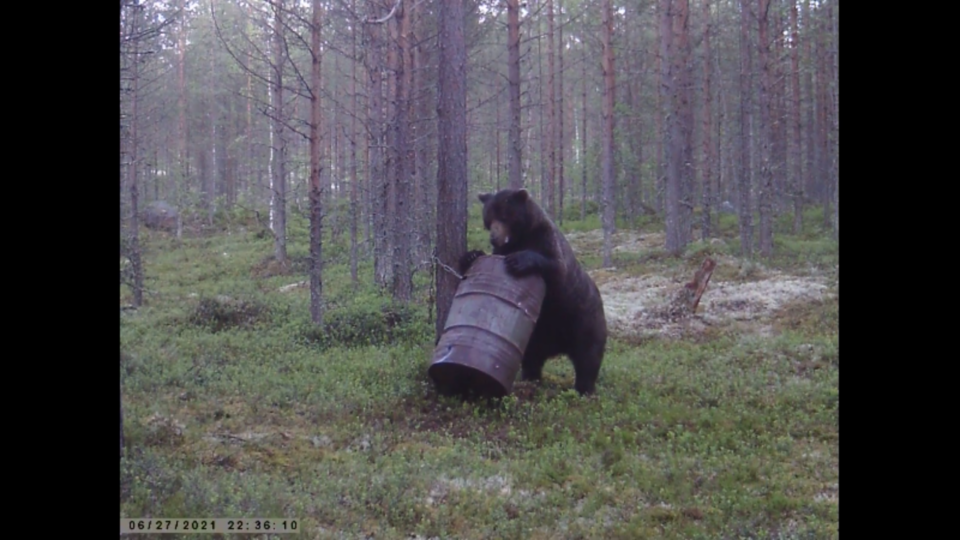 МЕДВЕДЬ ВЫРВАЛ БОЧКУ С ЦЕПИ / МЕДВЕДЬ НА ПРИВАДЕ / ОХОТА НА ПРИВАДЕ смотреть онлайн