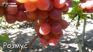 ТОП 6 сортов винограда с необычным вкусом