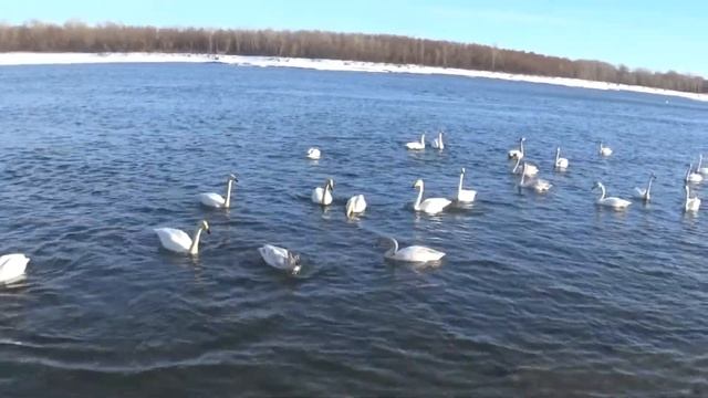 Лебеди на Алтае п.Молодежный смотреть онлайн