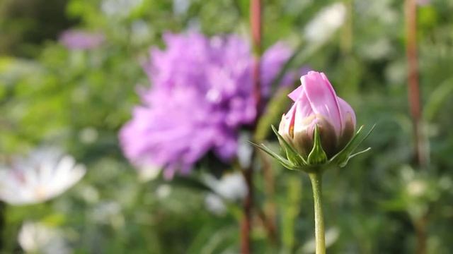 Видео с Canon 550D Kit 18-55