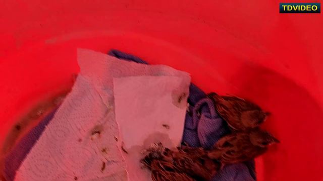 Продолжение истории про найденных птенцов канарейки. #185 смотреть онлайн