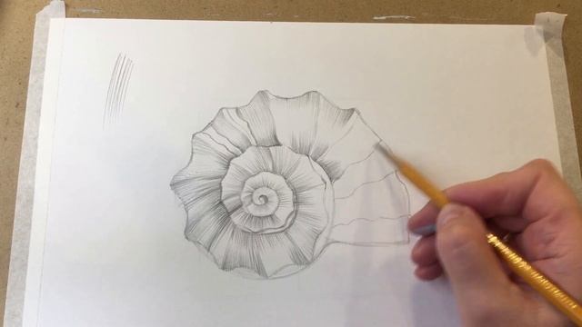 Sea Shell Pencil Drawings. Рисуем морскую ракушку простым карандашом смотреть онлайн