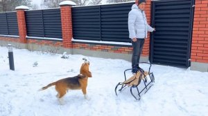 ШЕРЛОК - ЕЗДОВАЯ СОБАКА. БРОС ШОУ ПЕТ