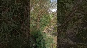 Сравнение спиреи Вангутты и Грефшейн