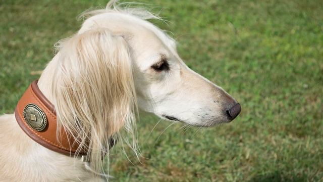 Top 10 Dogs That Don't shed смотреть онлайн
