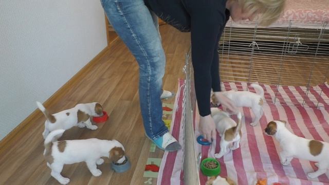 Feeding Puppies Jack Russell Terrier / Jack Russell Terrier Puppies Eating / Funny Puppies