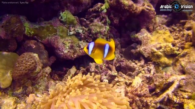 Coral Reef - Red Sea Fish - بيئة البحر الأحمر - الشعاب المرجانية - Environment Red Sea