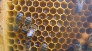 ПРОЗРАЧНЫЙ УЛЕЙ для ПЧЁЛ: МЕСЯЦ СПУСТЯ